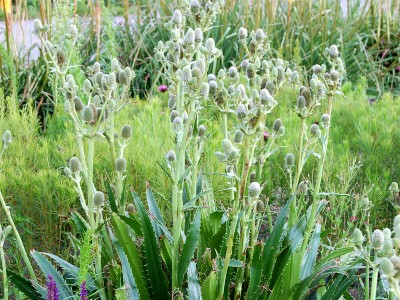 Eryngium agavifolium - medium image 2