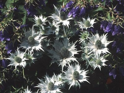 Eryngium giganteum - medium image 2