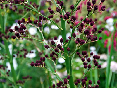 Eryngium pandanifolium 'Physic Purple' - medium image 2