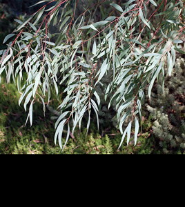 Eucalyptus nicholii - medium image 2