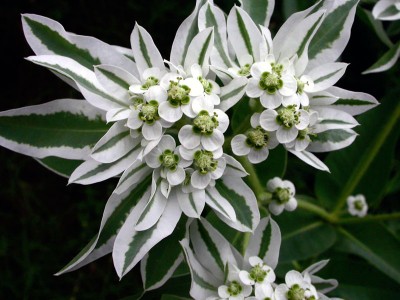 Euphorbia marginata - medium image 2