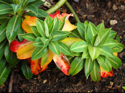 Euphorbia stygiana - medium image 2