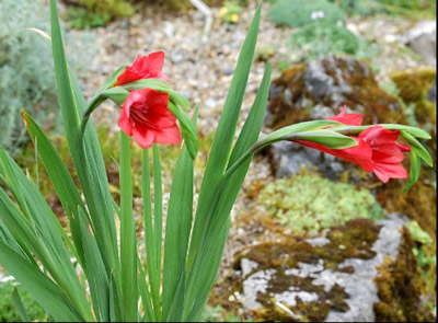 Gladiolus flanaganii - medium image 2