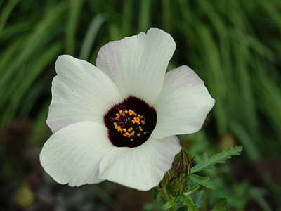 Hibiscus trionum - medium image 2