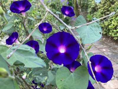 Ipomoea 'Kniola's Black Knight' - medium image 2