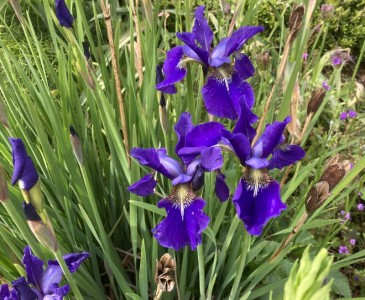 Iris sibirica - medium image 2