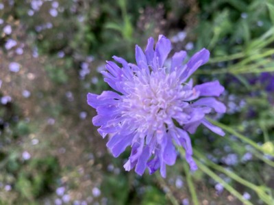 Knautia arvensis - medium image 2