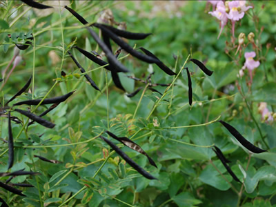 Lathyrus niger - medium image 2