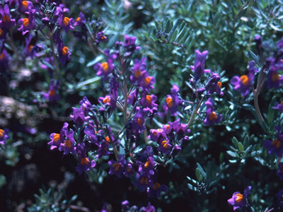 Linaria alpina - medium image 2