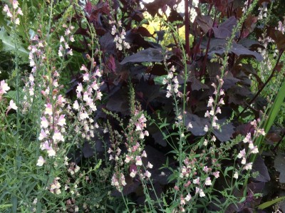 Linaria 'Peachy' - medium image 2