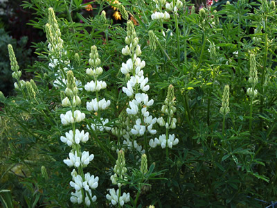 Lupinus arboreus white - medium image 2