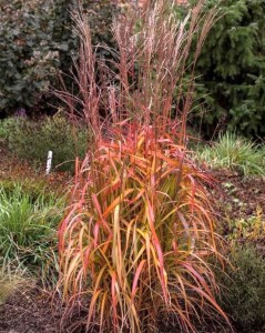 Miscanthus sinensis 'Navajo' - medium image 2