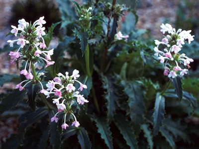 Morina longifolia - medium image 2