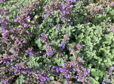 Nepeta faassenii 'Purrshian Blue' - medium image 2