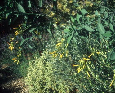Nicotiana glauca - medium image 2