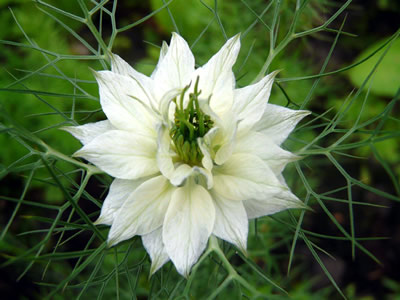 Nigella damascena 'Alba' - medium image 2