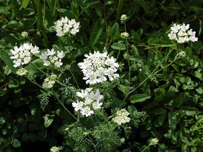 Orlaya grandiflora - medium image 2
