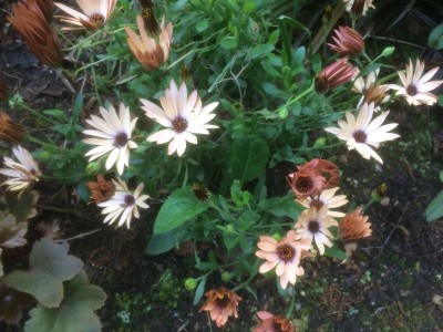 Osteospermum 'Sunny Bronze' - medium image 2