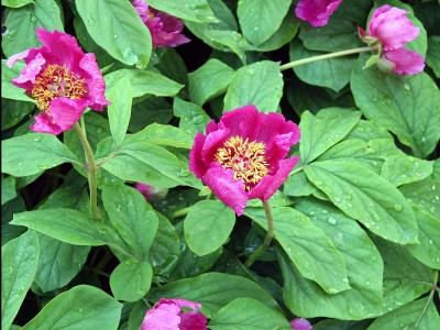 Paeonia mascula ssp russoi - medium image 2