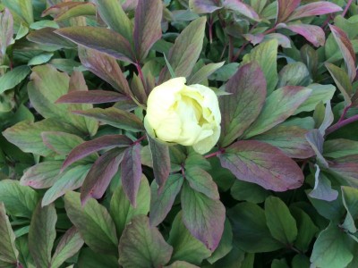 Paeonia mlokosewitschii AGM - medium image 2
