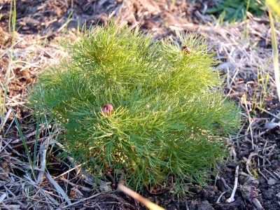 Paeonia tenuifolia - medium image 2