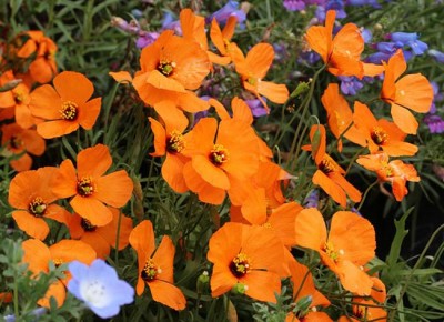 Papaver heterophyllum ‘Copper Queen’ - medium image 2