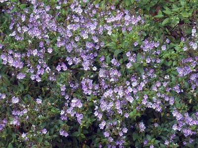 Parahebe catarractae 'Porlock' - medium image 2