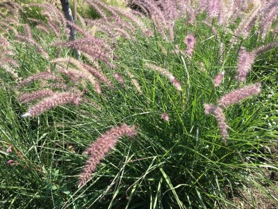 Pennisetum orientale 'Karley Rose' - medium image 2