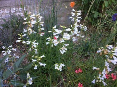 Penstemon 'Arctic Fox' - medium image 2