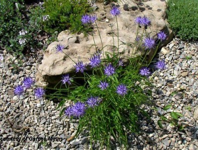 Phyteuma scheucheri - medium image 2