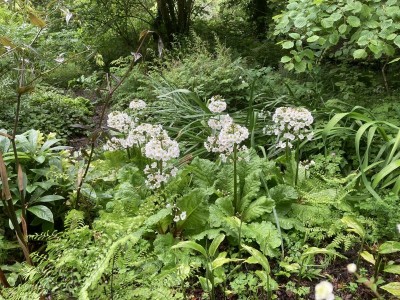 Primula japonica 'Postford White'' - medium image 2