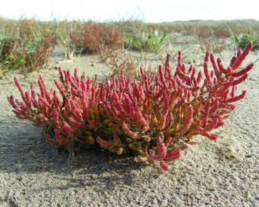 Salicornia europaea - medium image 2