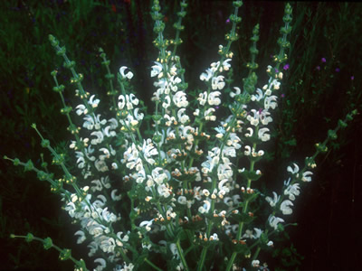 Salvia argentea - medium image 2