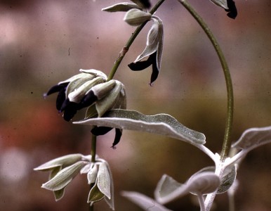 Salvia discolor - medium image 2