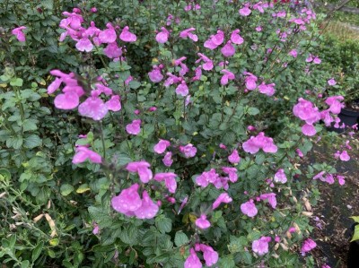 Salvia 'Flower Child' - medium image 2