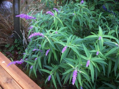 Salvia leucantha 'Purple Velvet' - medium image 2