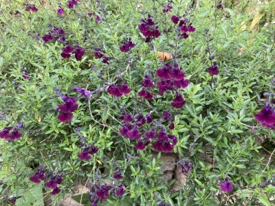 Salvia 'Nachtvlinder' (Night Moth) - medium image 2