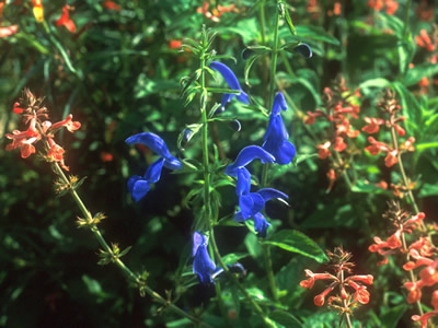Salvia patens - medium image 2