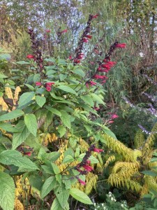 Salvia 'Sebastian' - medium image 2