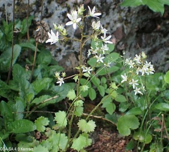 Saxifraga rotundifolia - medium image 2
