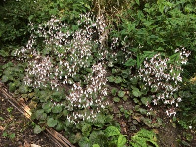 Saxifraga stolonifera 'Kinki Purple' - medium image 2