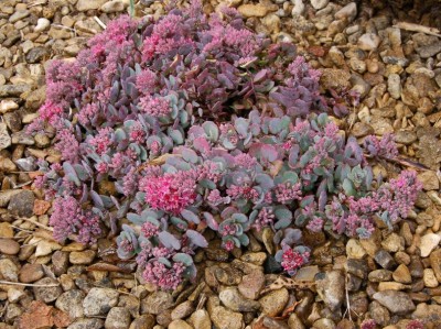Sedum cauticola 'Lidakense' - medium image 2