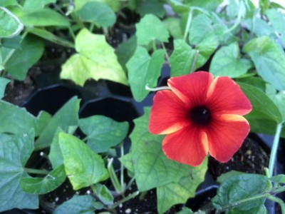 Thunbergia alata 'Tangerine Slice' - medium image 2
