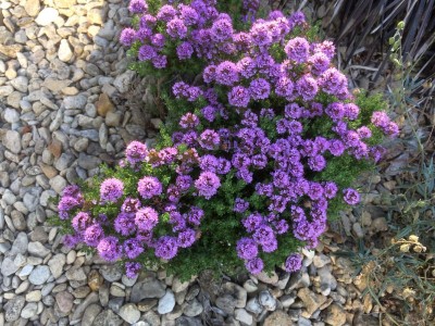Thymus 'Derry' - medium image 2