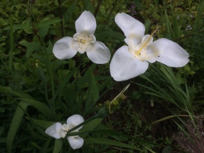 Tigridia pavonia white - medium image 2