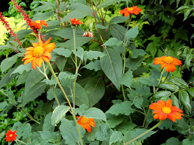 Tithonia rotundifolia - medium image 2
