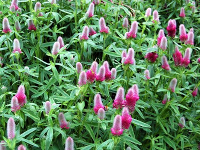 Trifolium rubens - medium image 2