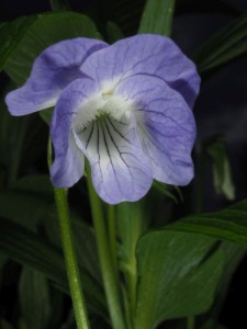 Viola elatior - medium image 2