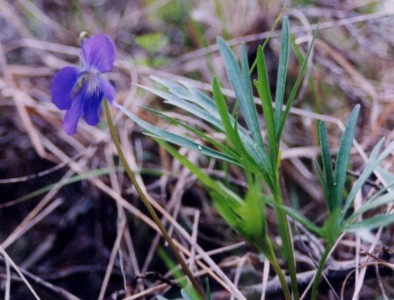 Viola pedatifida - medium image 2