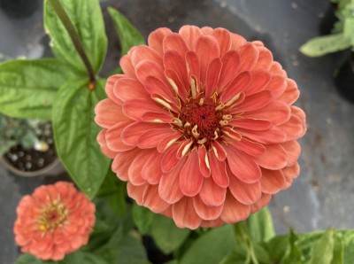 Zinnia elegans 'Benary's Giant Salmon Rose' AGM - medium image 2